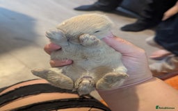 Mixed Breed rabbits for sale: 2 beautiful baby rabbits - Image 2