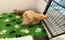 Toy Poodle dogs for sale: 🤩 4 stunning toy poodles 🤩 - Image 15