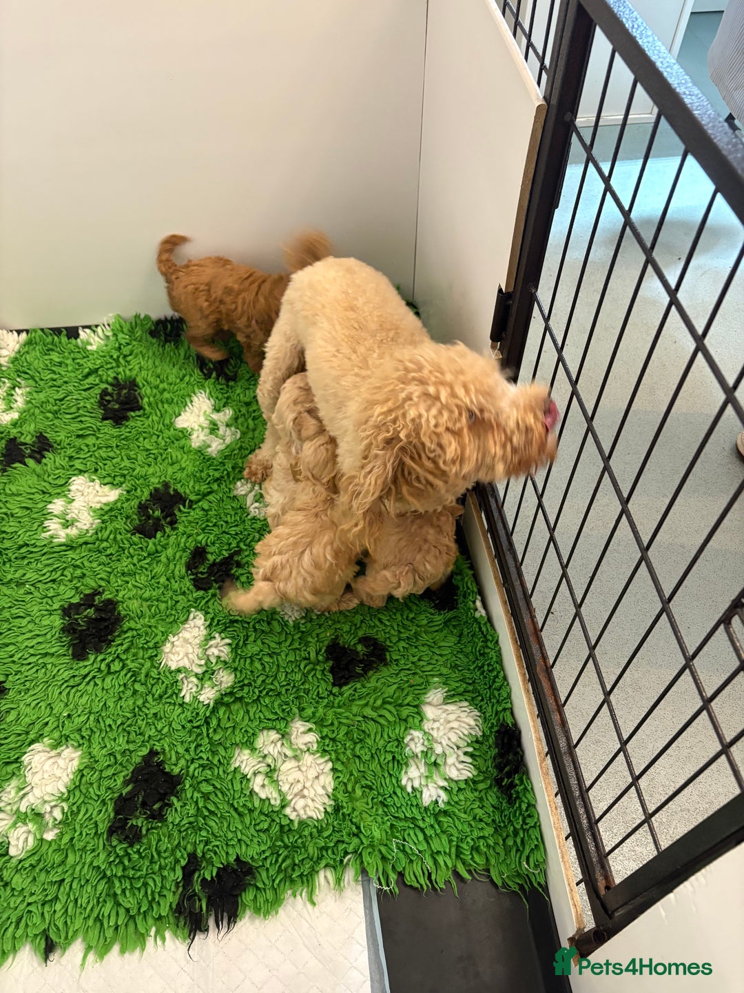 Toy Poodle dogs for sale: 🤩 4 stunning toy poodles 🤩 - Image 15