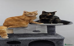 British Shorthair cats for sale: Gin & Tonic  - Image 1