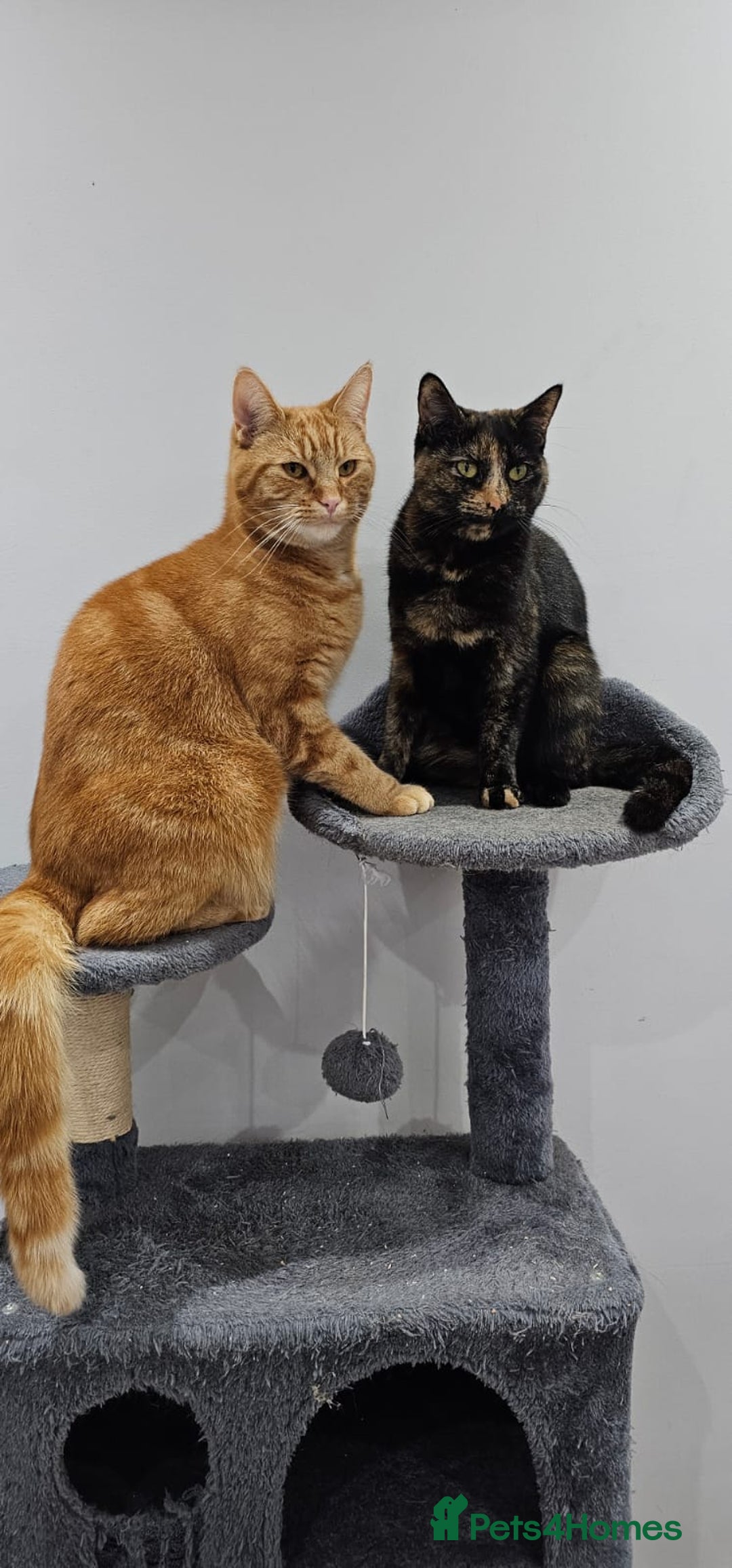 British Shorthair cats for sale: Gin & Tonic  - Image 1