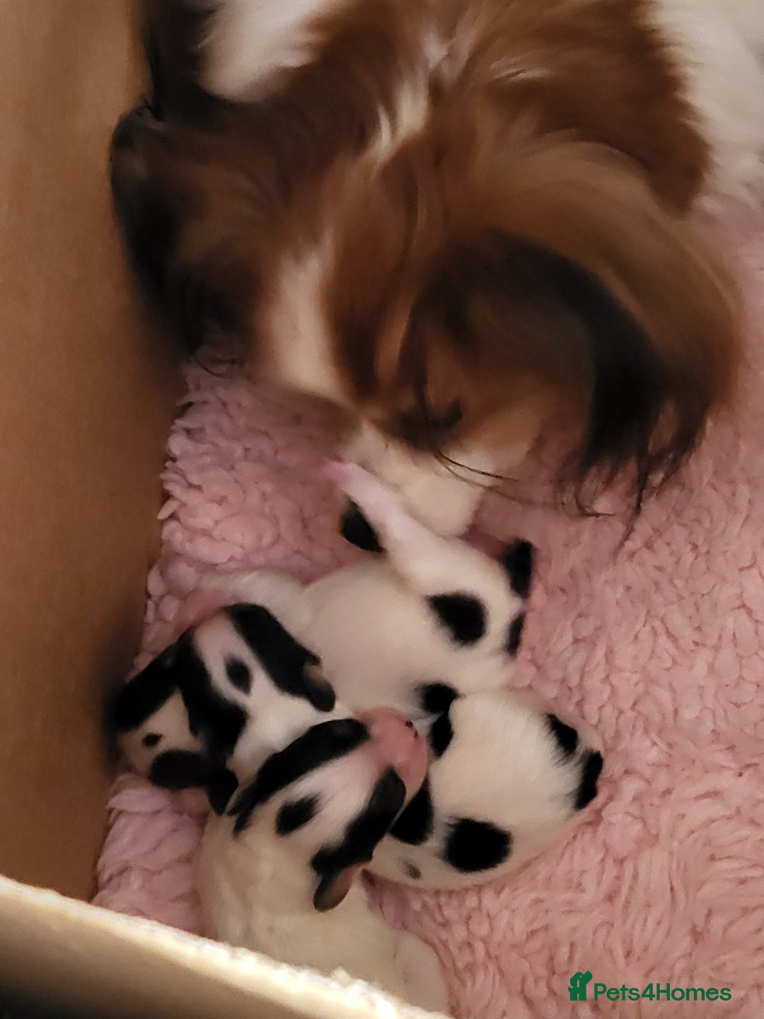 Papillon dogs for sale: 3 lovely Papillon boys  - Image 8