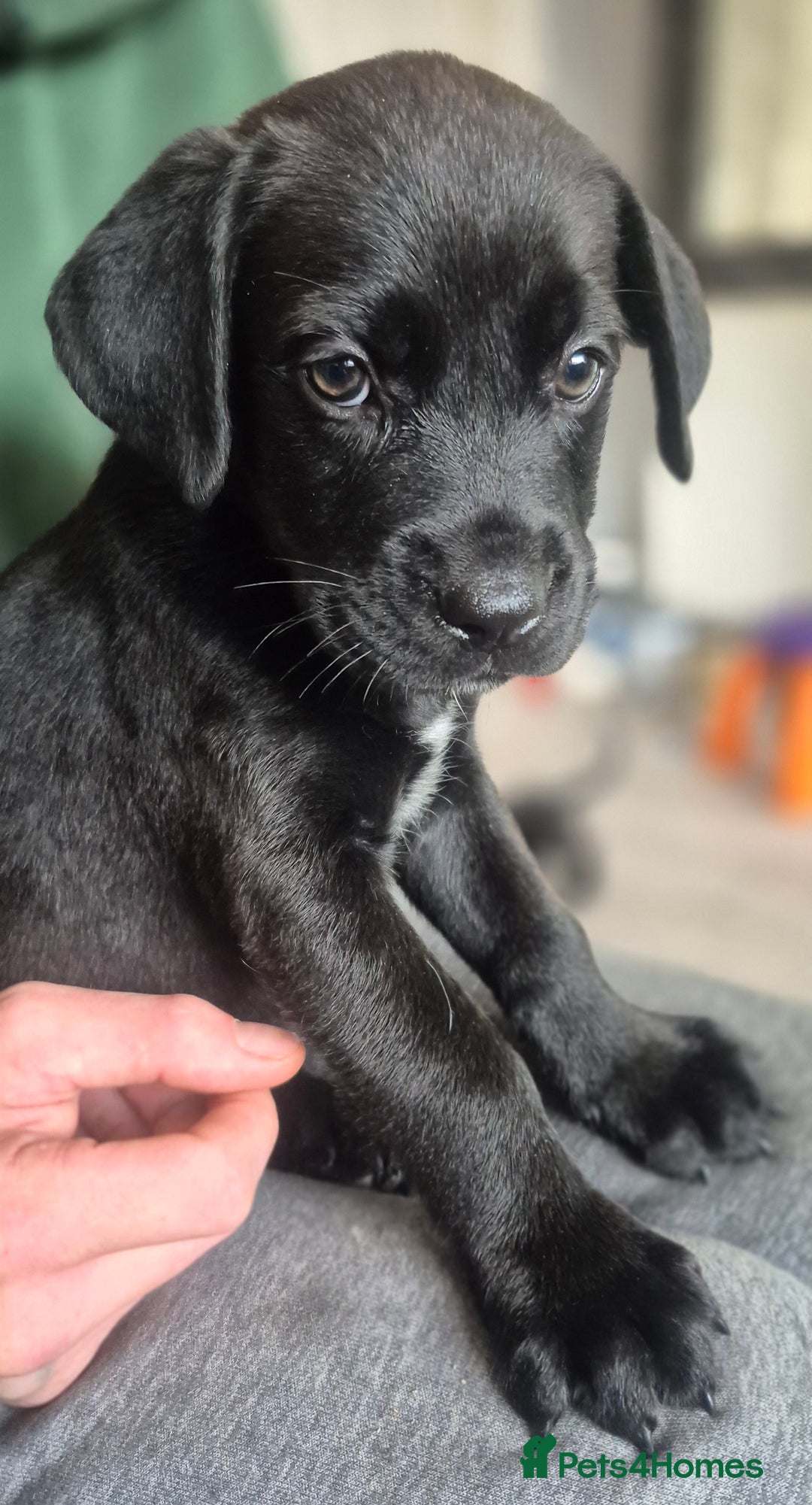 Mixed Breed dogs for sale: Mastiff x Rottweiler  - Image 20