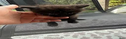 Mixed Breed cats for sale: Sweet little kittens for sale! - Advert 6