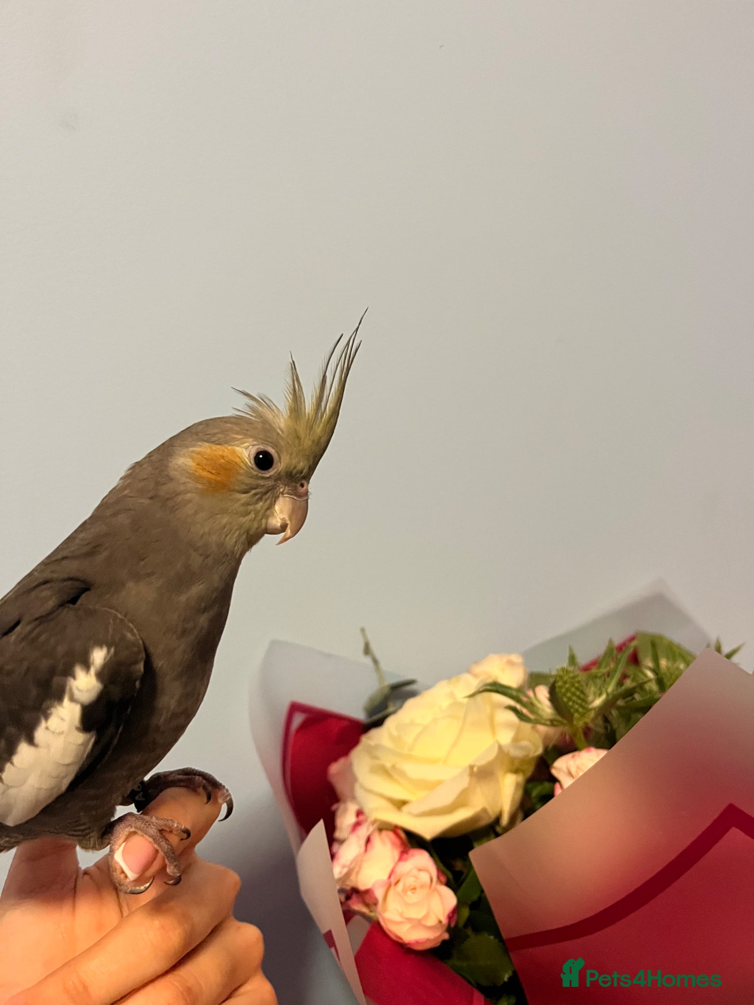 Cockatiels birds Cockateil for sale - Advert 1