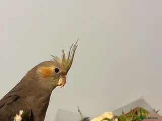 Cockatiels birds Cockateil for sale - Advert 1