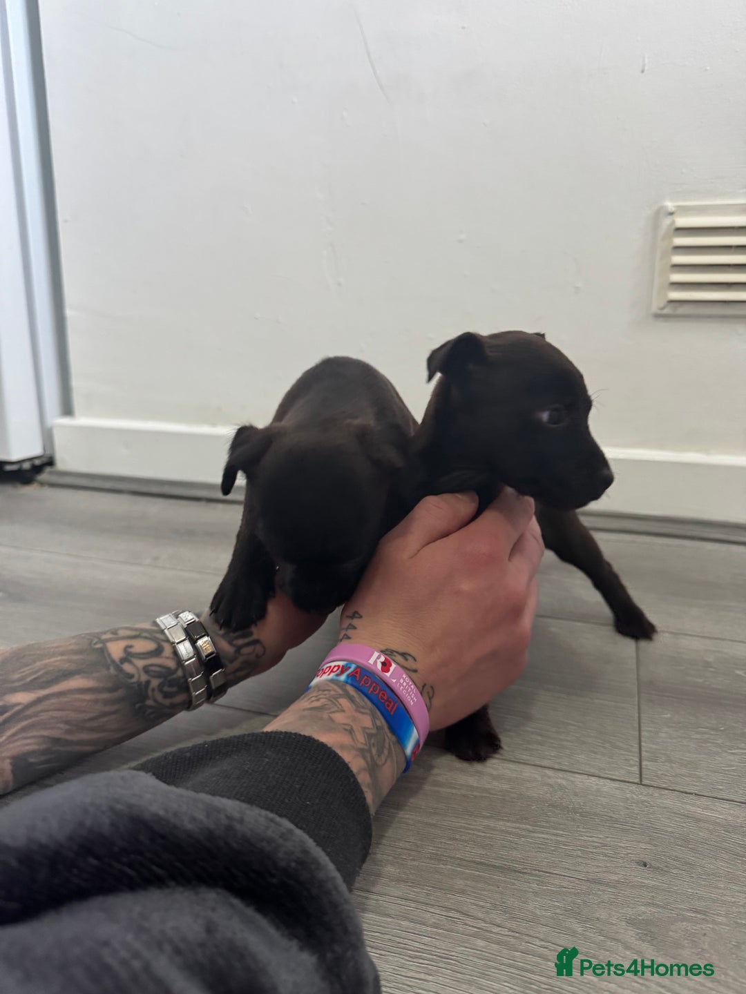 Patterdale Terrier dogs for sale: Patterdale Puppies 2 - Advert 6