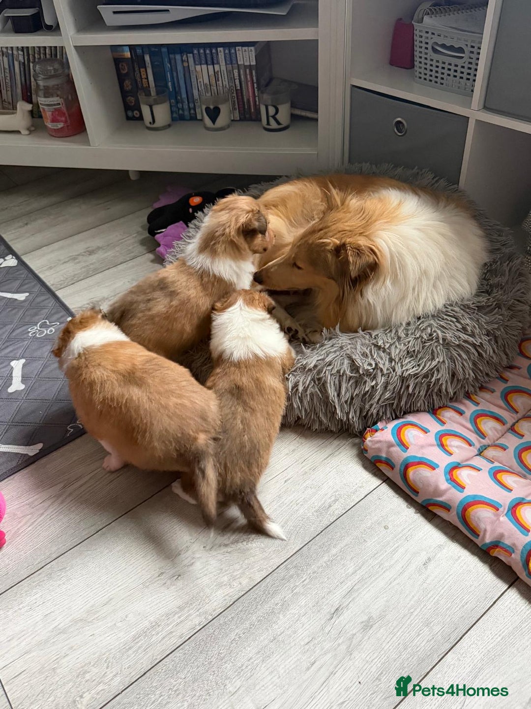 Shetland Sheepdog dogs for sale: Sable & white Male Shetland Sheepdog Puppy - Advert 6