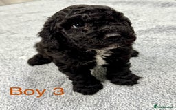 Cockapoo dogs for sale: Outstanding Cockapoos Fully Health Tested  - Image 2