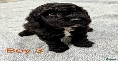 Cockapoo dogs - Advert 1