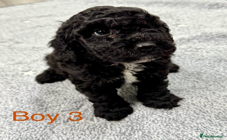 Cockapoo dogs - Advert 7