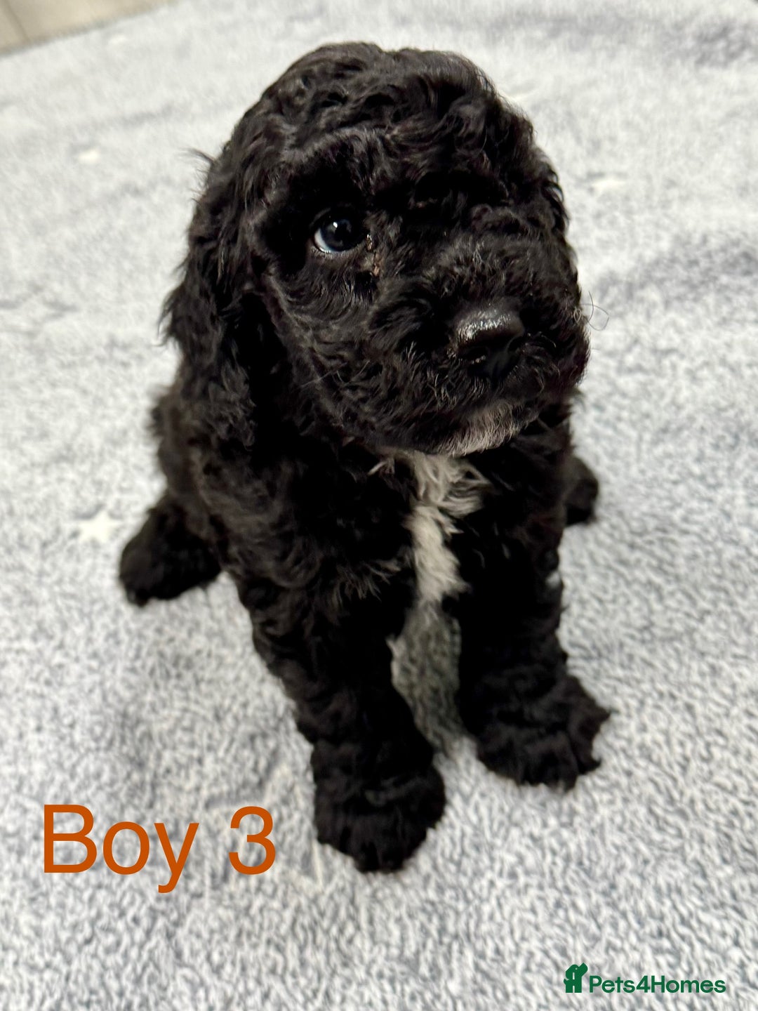 Cockapoo dogs for sale: Outstanding Cockapoos Fully Health Tested  - Image 2