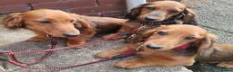 Miniature Dachshund dogs for sale: K.C. Reg. Longhaired Miniature Males - Advert 1