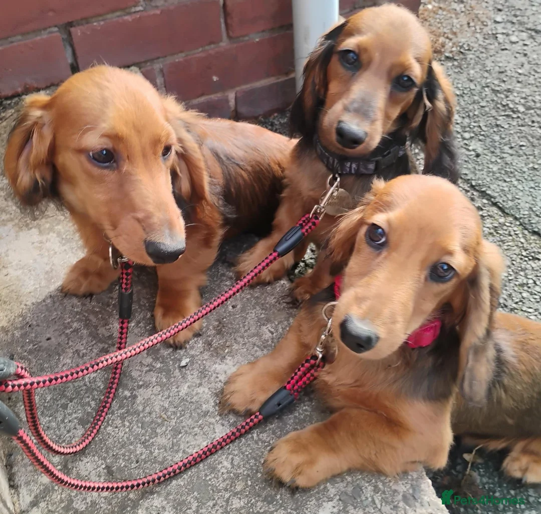 Miniature Dachshund dogs for sale: K.C. Reg. Longhaired Miniature Males - Advert 1