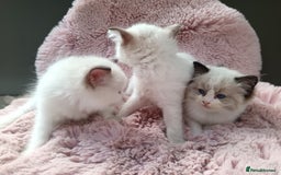 Ragdoll cats for sale: ***Ready Now Ragdoll Boys Ready For New Homes. - Image 16