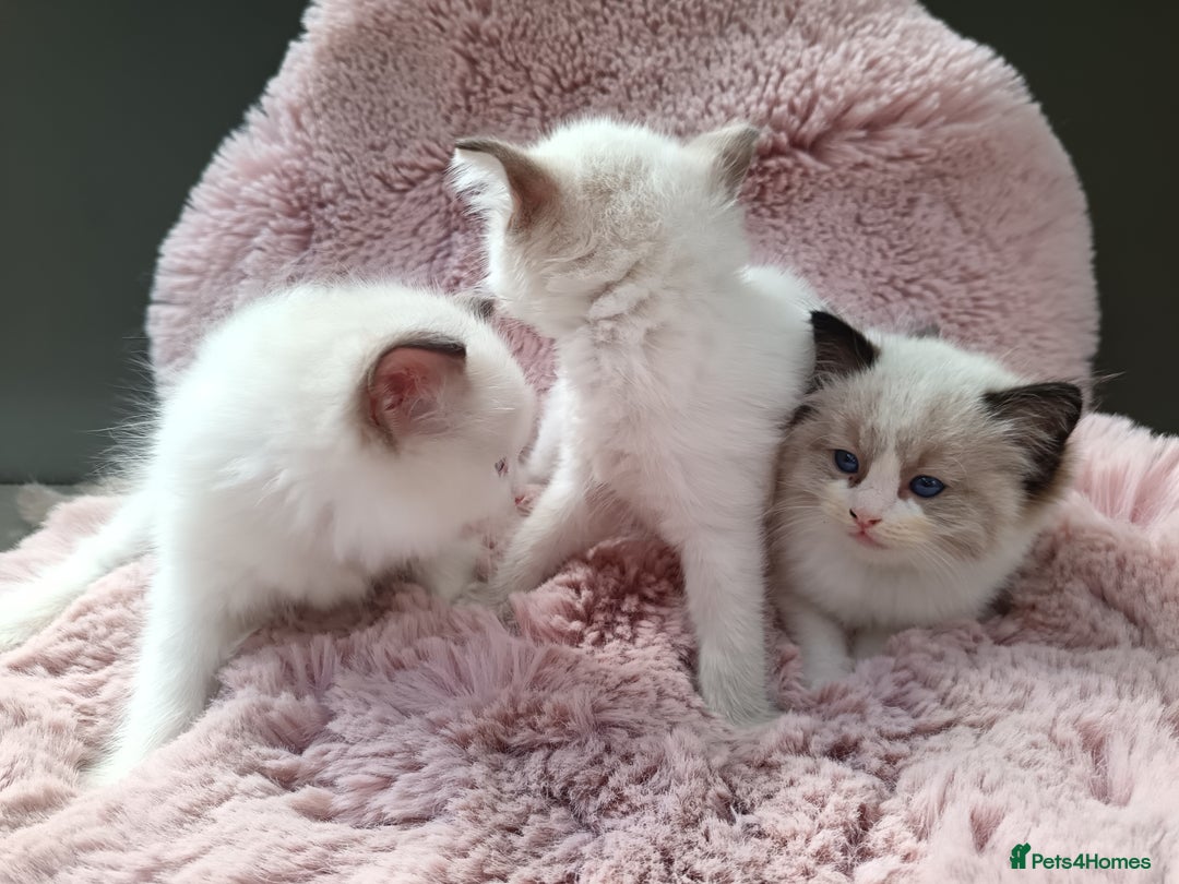 Ragdoll cats for sale: ***Ready Now Ragdoll Boys Ready For New Homes. - Image 16