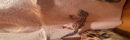 Leopard Gecko reptiles for sale: Leopard geckos I’ve had them for about a year  in Reading - Advert 3