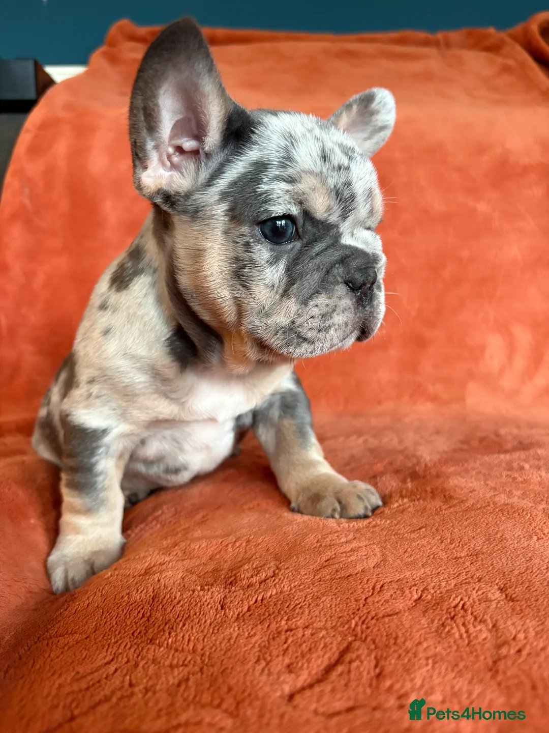 French Bulldog dogs for sale: *REDUCED*❤️‍🔥 - Advert 26