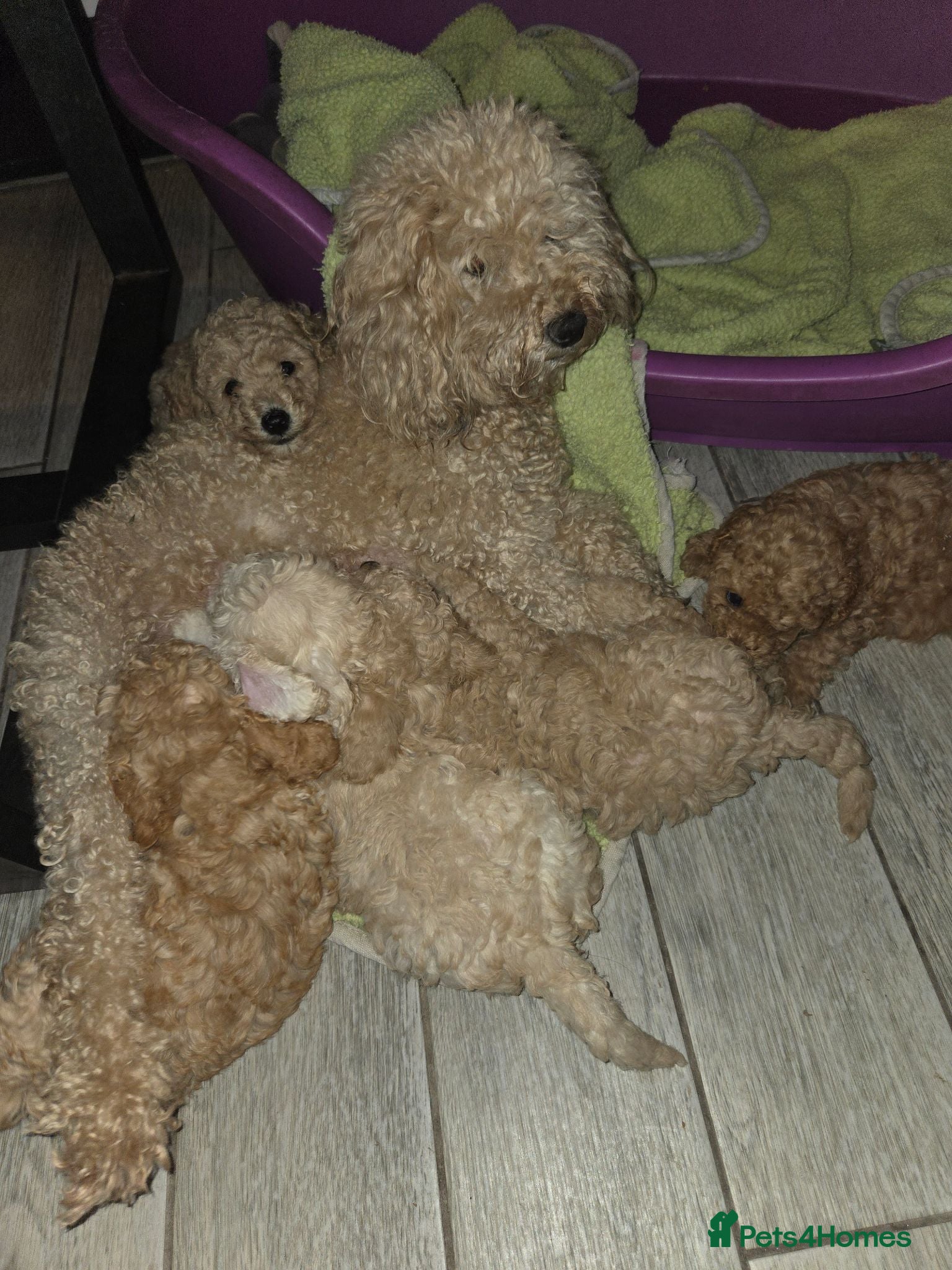 Cockapoo dogs Superb cockapoo puppies 5✨️ coucil registered - Advert 1