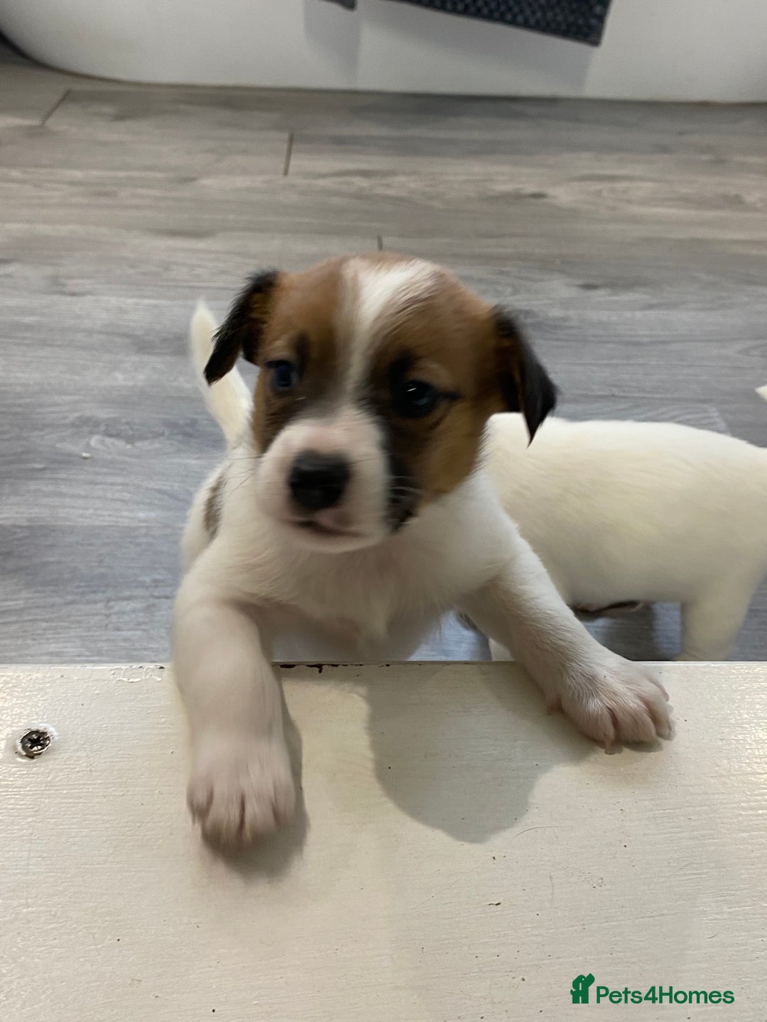 Jack Russell dogs for sale: 3 gorgeous jack Russell boys  - Advert 8