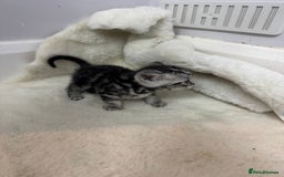 British Shorthair cats for sale: British shorthair silver tabby boy  - Image 6