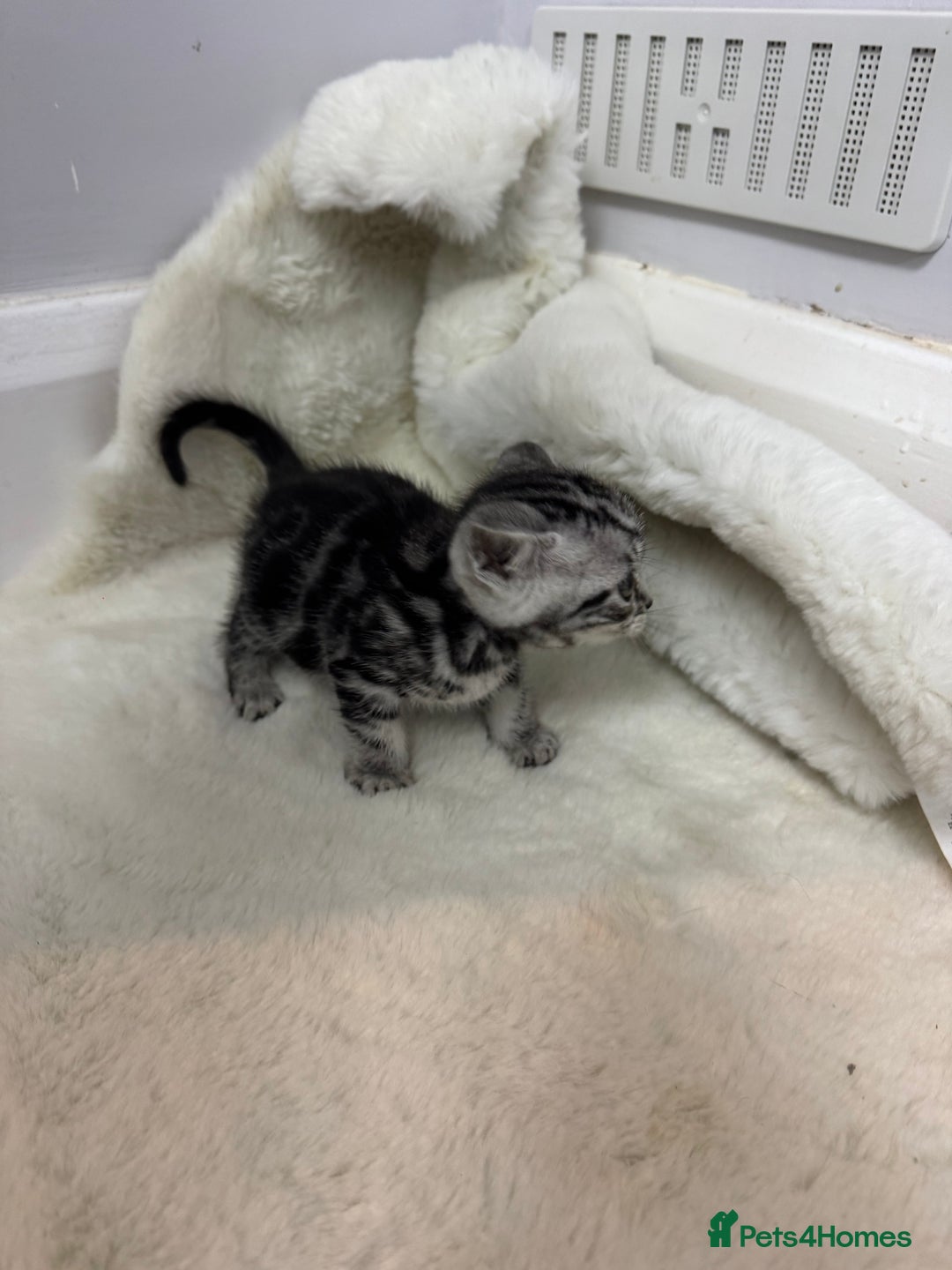 British Shorthair cats for sale: British shorthair silver tabby boy  - Image 6