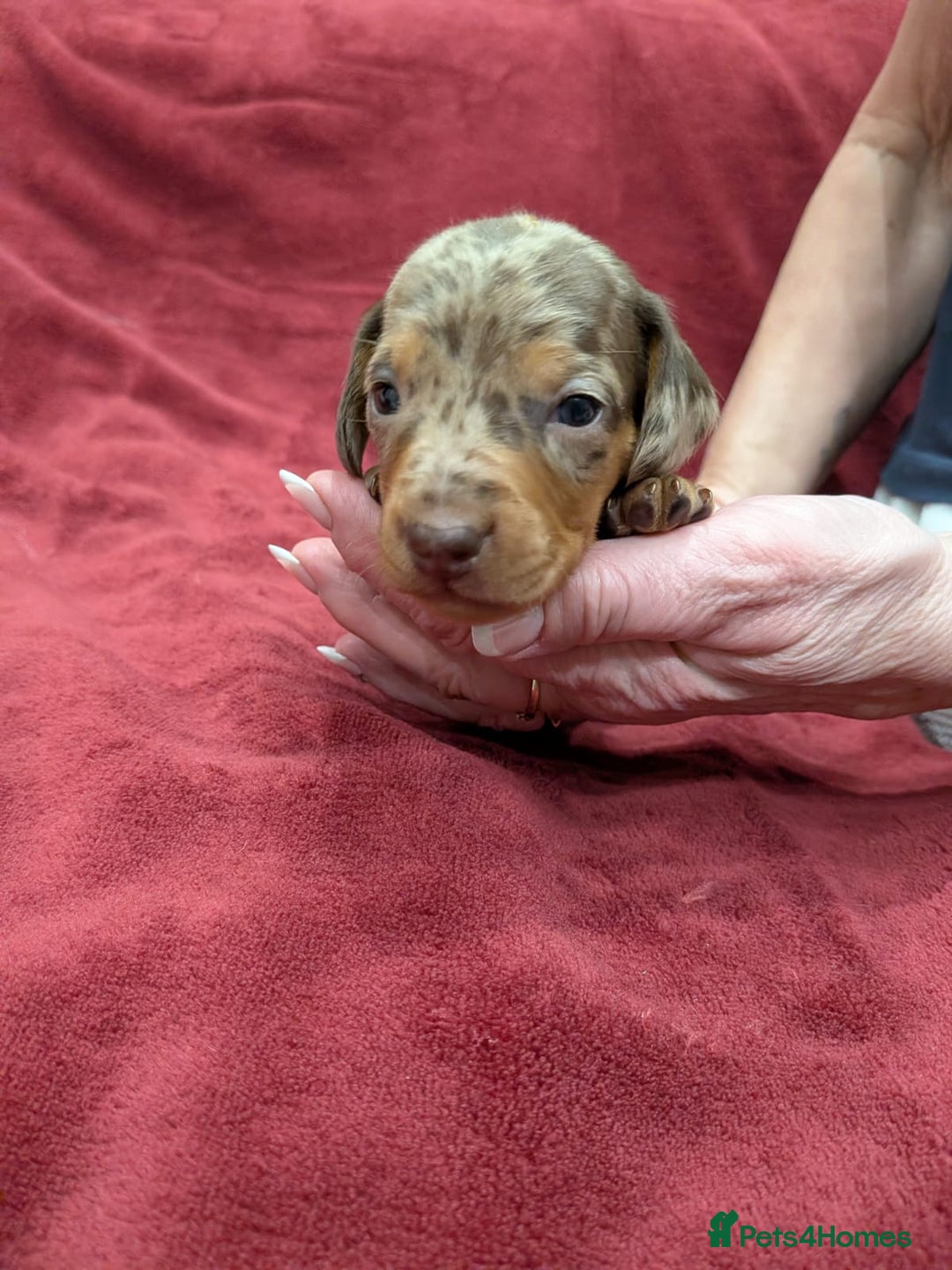 Dachshund dogs for sale: Dachshund puppies (Inbetweenies) - Advert 5