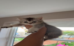 Scottish Fold cats for sale: scottish fold mix girl grey & white thick hair  - Image 1