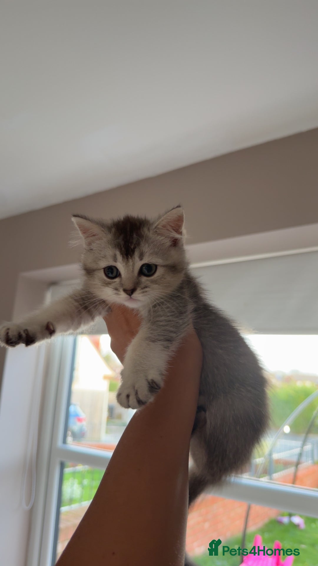 Scottish Fold cats for sale: scottish fold mix girl grey & white thick hair  - Image 1