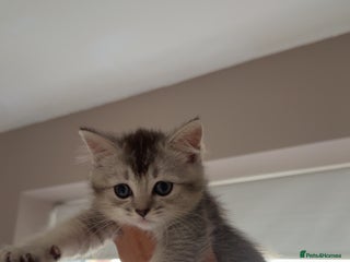Scottish Fold cats for sale - Advert 1