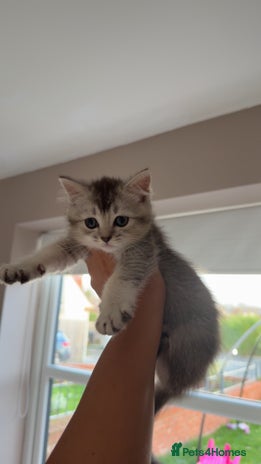 Scottish Fold cats - Advert 1