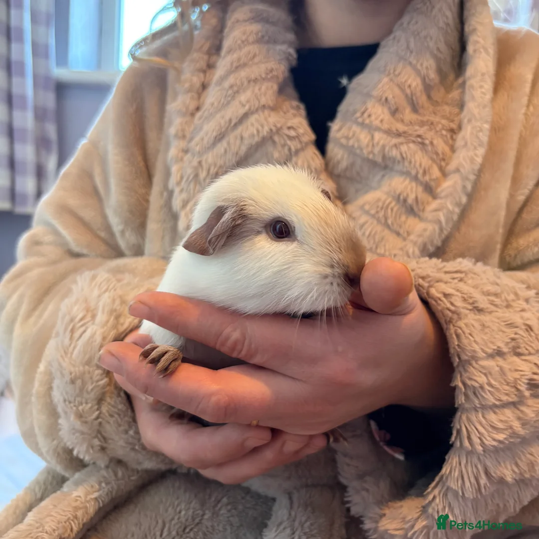 Guinea Pig rodents for sale: Beautiful male Guniea pig for sale  - Advert 3