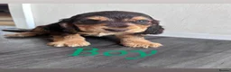 Cocker Spaniel dogs for sale: 🐾 Beautiful Show Cocker Spaniel Puppies 🐶  - Advert 5