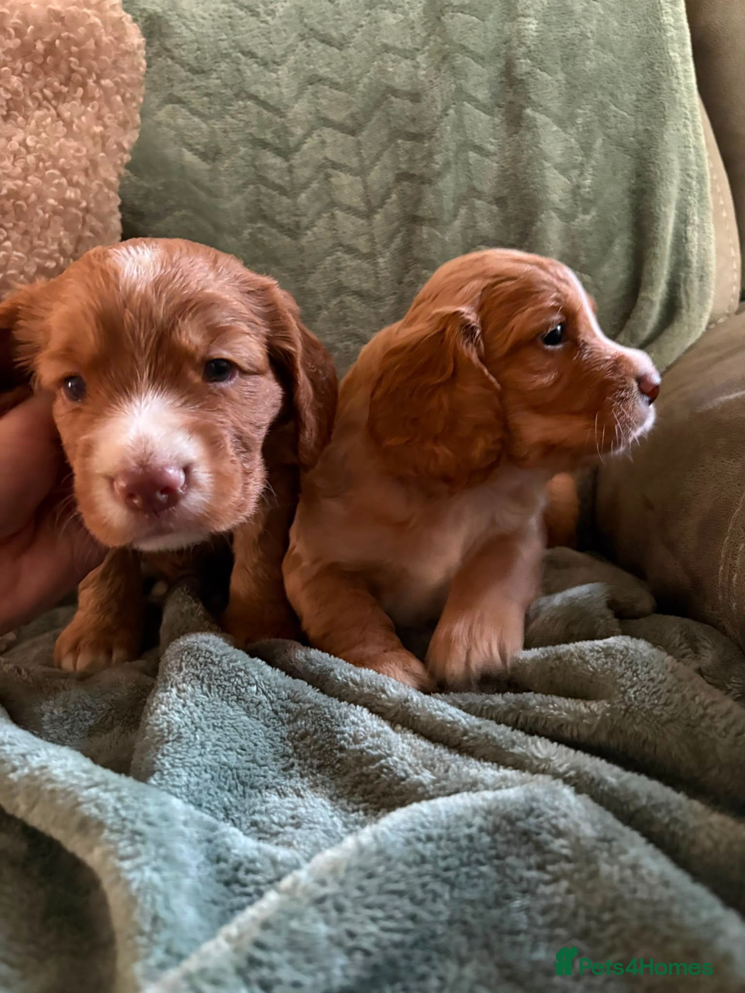 Cocker Spaniel dogs 3 kc working spaniels remaining  - Advert 2