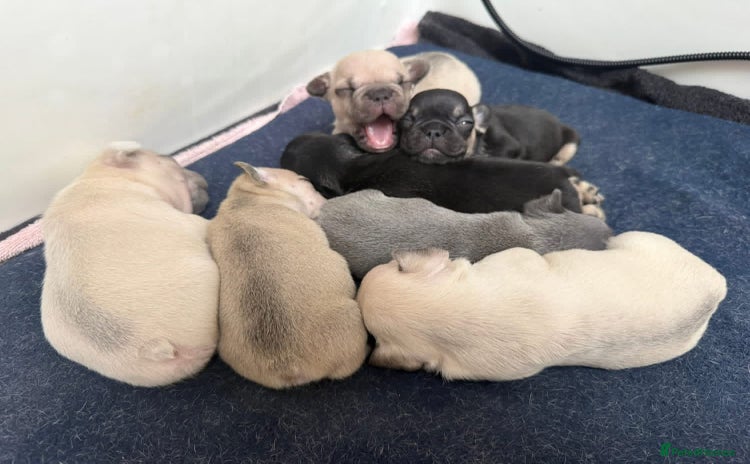 French Bulldog dogs Beautiful Pups – Looking for Their Forever Homes - Advert 15
