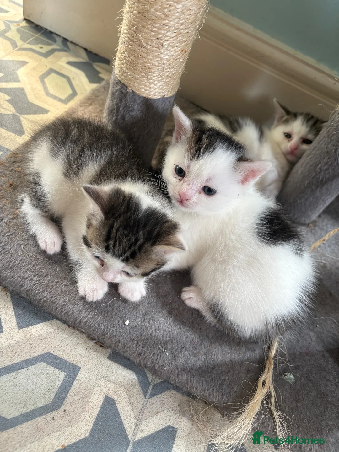 British Shorthair cats for sale: Kittens - mother is shorthair for black male in Birmingham - Advert 1