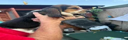 Basset Hound dogs for sale: Long haired basset hound puppies in Port Talbot - Advert 10