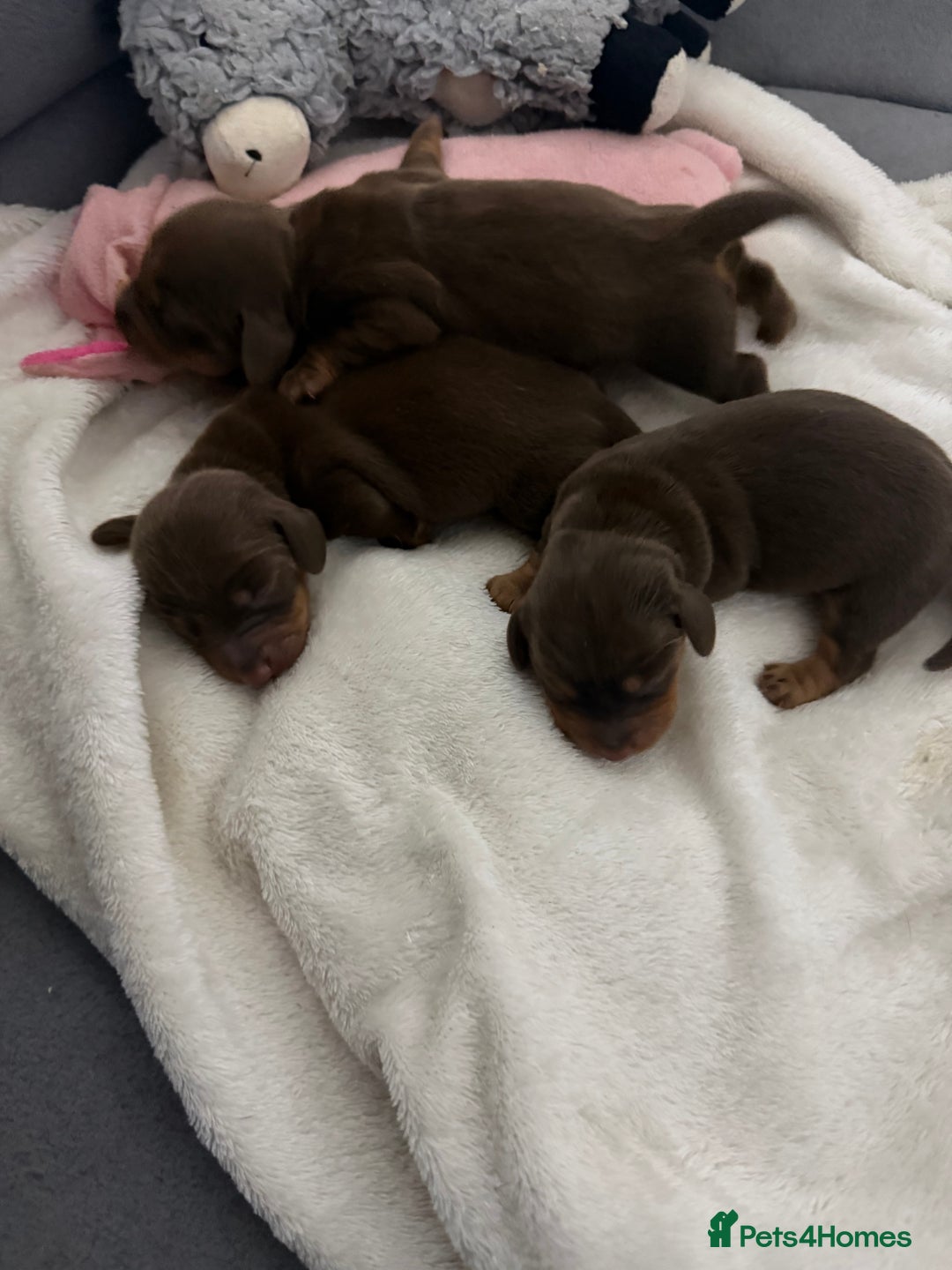 Miniature Dachshund dogs for sale: Stunning minature dachshunds  - Advert 6