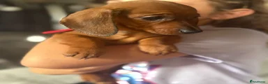 Dachshund 2