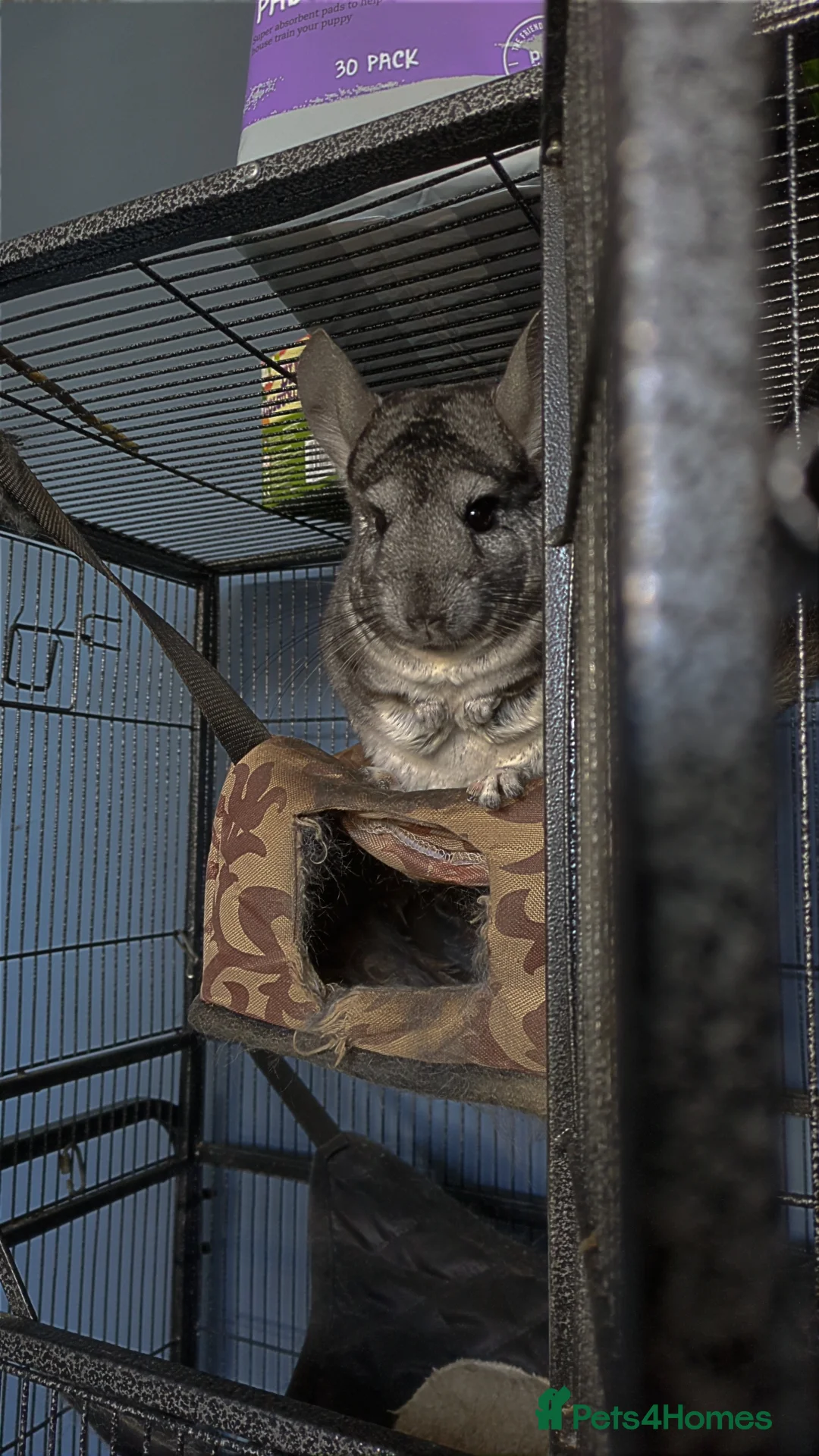 Chinchilla rodents for sale: Chinchilla for sale (with cage and carry case) in Aylesbury - Advert 11