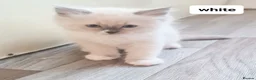 Ragdoll cats for sale: Pure ragdoll kitten  in Leicester - Advert 11
