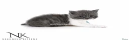 British Shorthair cats for sale: 10 Week old GCCF REG BSH KITTENS  - Advert 24