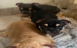 English Bulldog dogs for sale: Pedigree English bulldogs top-lines (7 weeks old)  - Image 12