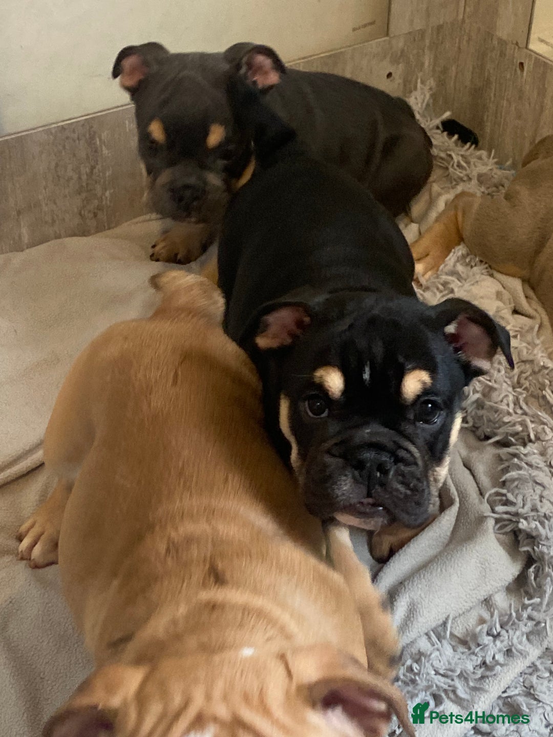 English Bulldog dogs for sale: Pedigree English bulldogs top-lines (7 weeks old)  - Image 12