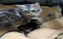 Maine Coon cats for sale: Maine coon kittens - Image 11