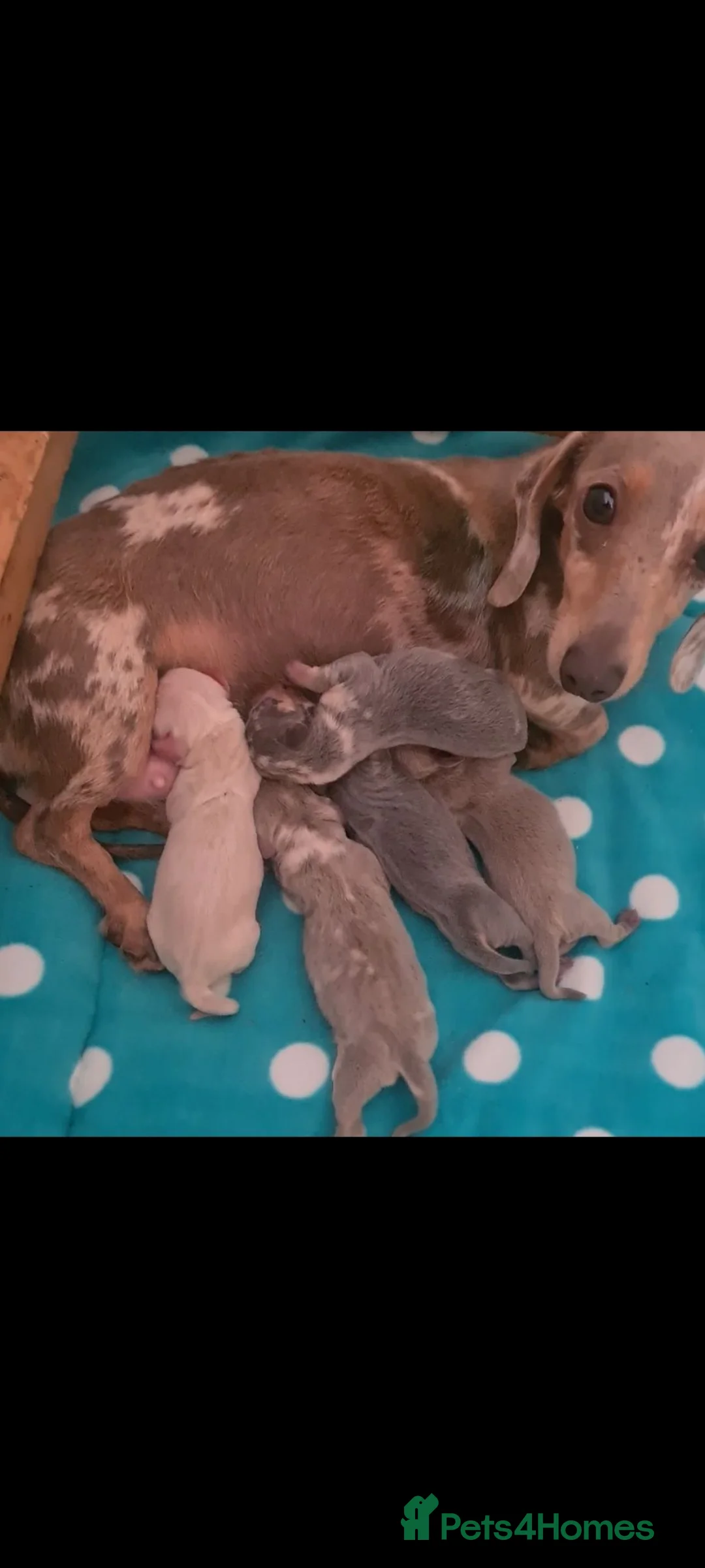 Miniature Dachshund dogs for sale: Blue dapple daxies beautiful colours - Advert 2