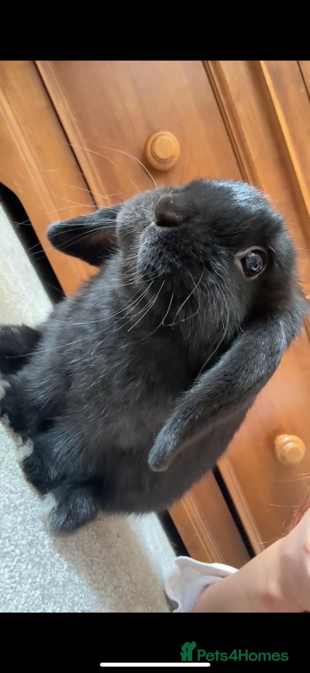 Mini Lop rabbits for sale: Mini lop boy - Image 2