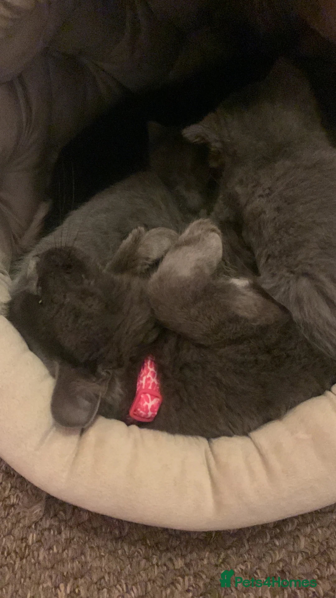 Mixed Breed cats for sale: Beautiful blue boy for sale  - Advert 7