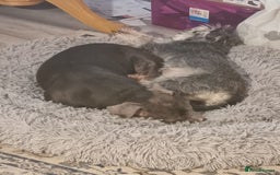 Staffordshire Bull Terrier dogs for sale: Blue Staffordshire bull terrier.  - Image 6