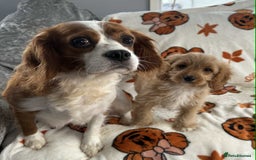 Cavapoo dogs for sale: DNA clear Cavapoo’s  - Image 5